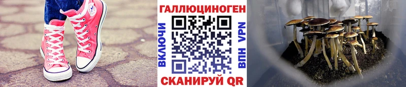 Галлюциногенные грибы мухоморы  купить  сайты  Разумное 